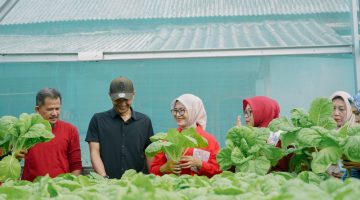 KWT di Pangkalpinang Kembangkan Sawi, Selada, dan Seledri